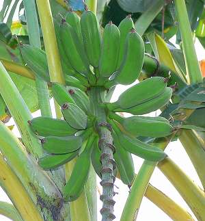 banana02.jpg